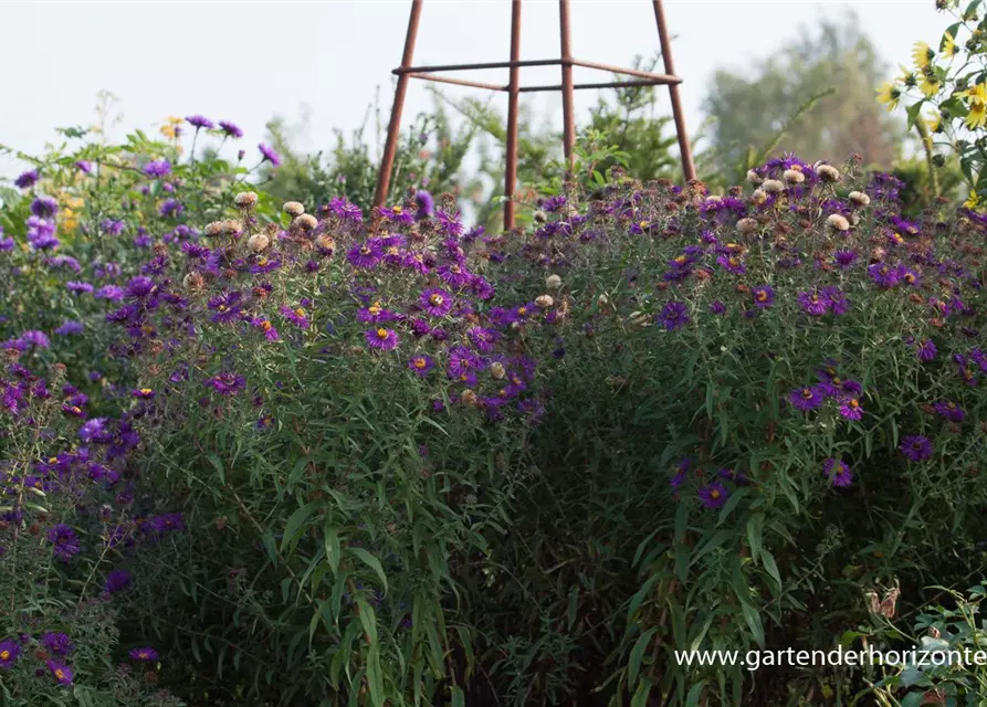 Garten-Raublatt-Aster 'Violetta'