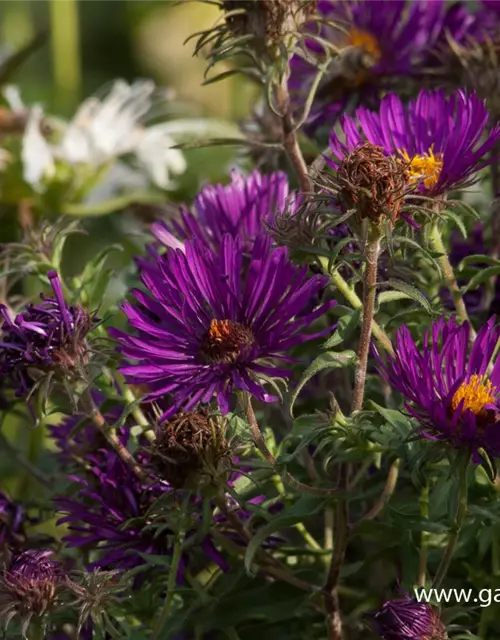 Garten-Raublatt-Aster 'Violetta'