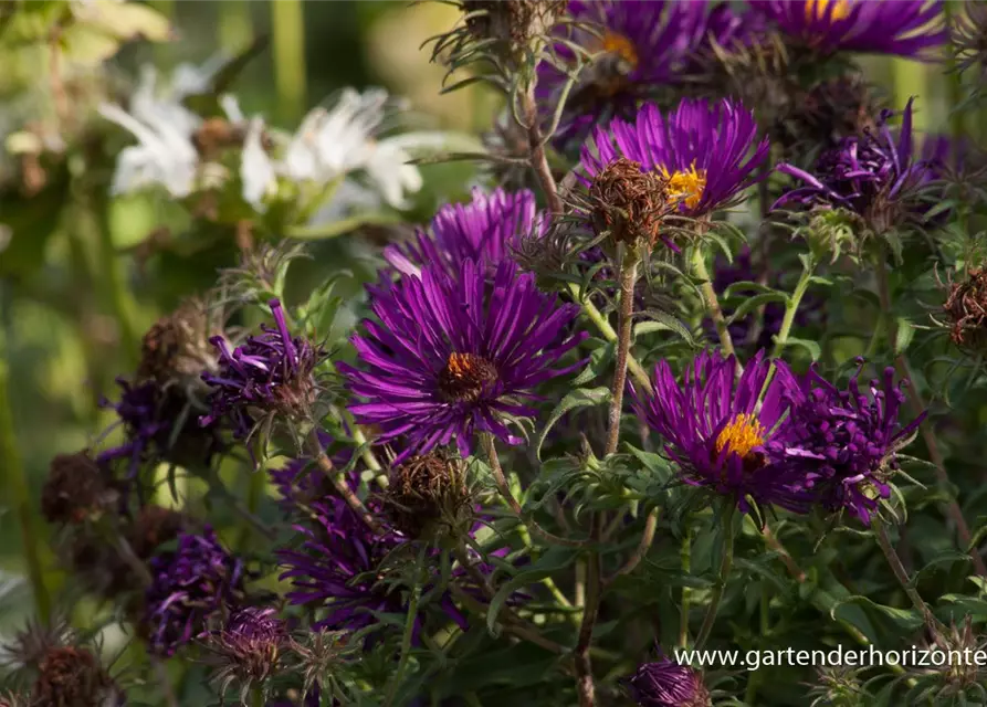 Garten-Raublatt-Aster 'Violetta'