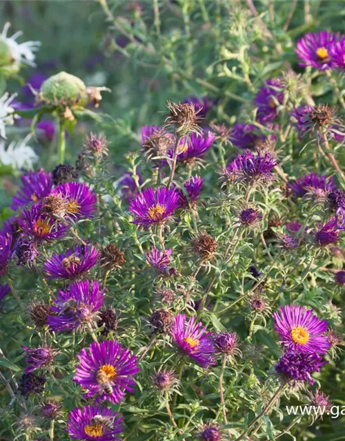 Garten-Raublatt-Aster 'Violetta'