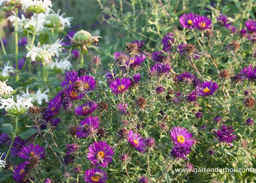 Garten-Raublatt-Aster 'Violetta'