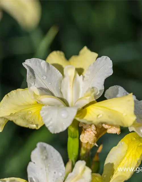 Iris sibirica 'Butter and Sugar'