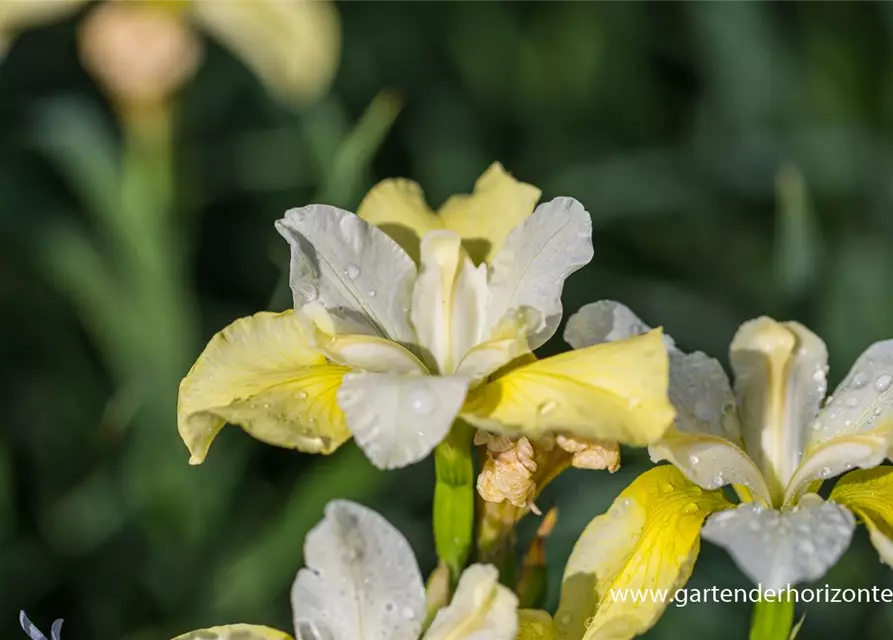 Iris sibirica 'Butter and Sugar'