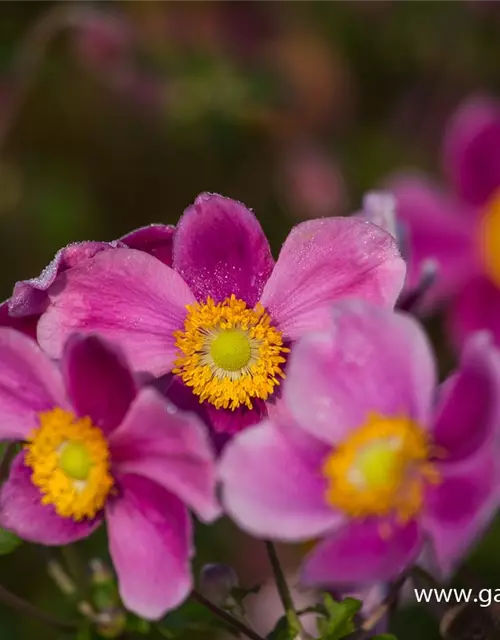 Japan-Herbst-Anemone 'Splendens'