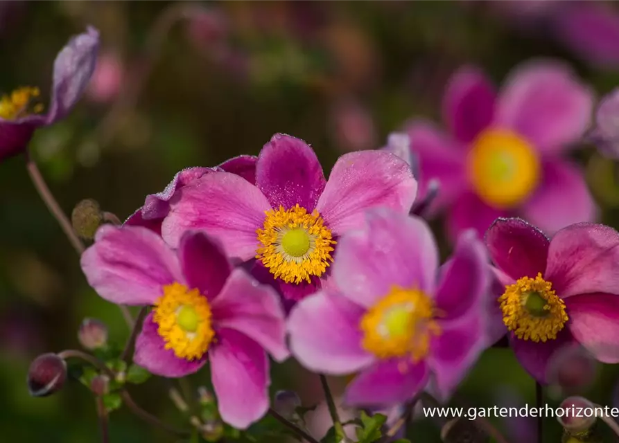 Japan-Herbst-Anemone 'Splendens'