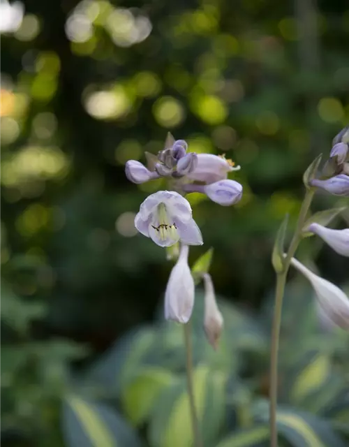 Hosta x tardiana 'June' -R-