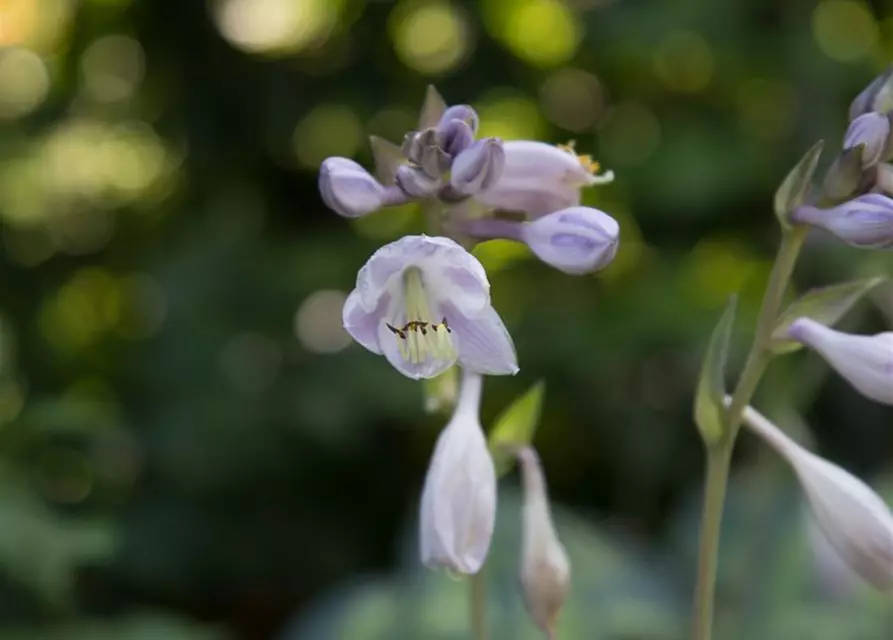 Hosta x tardiana 'June' -R-