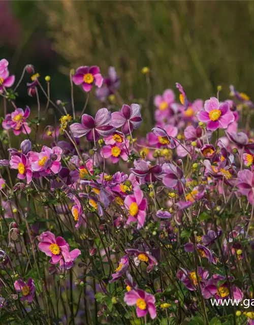 Japan-Herbst-Anemone 'Splendens'