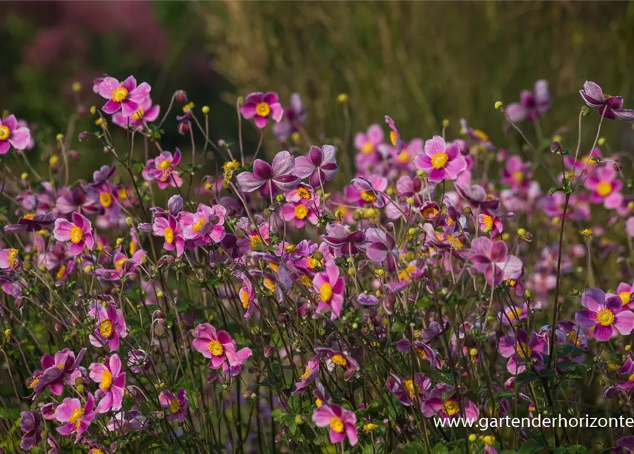 Japan-Herbst-Anemone 'Splendens'