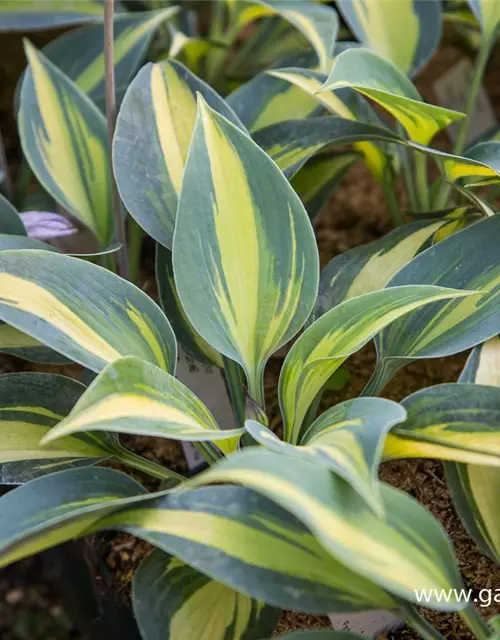 Hosta x tardiana 'June' -R-