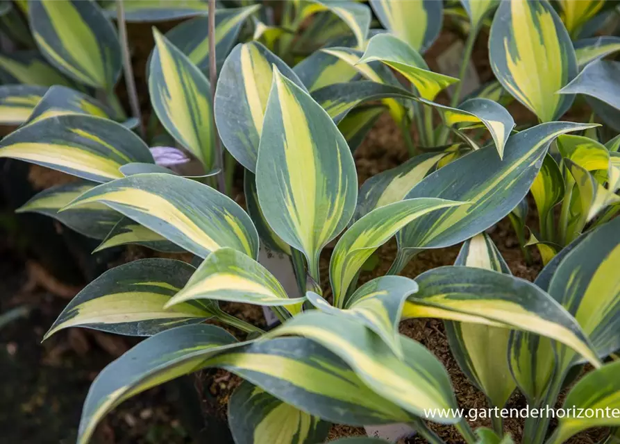 Hosta x tardiana 'June' -R-