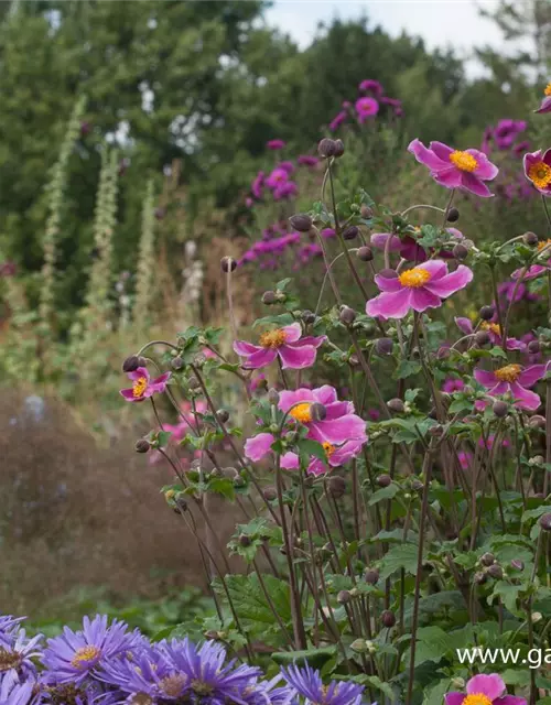 Japan-Herbst-Anemone 'Splendens'