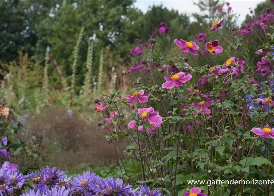 Japan-Herbst-Anemone 'Splendens'