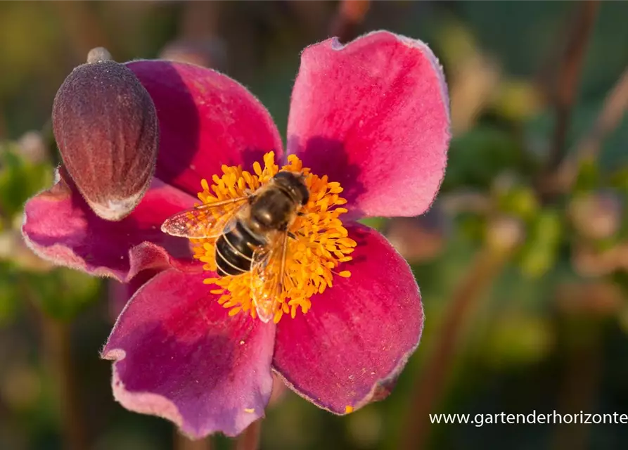 Japan-Herbst-Anemone 'Splendens'