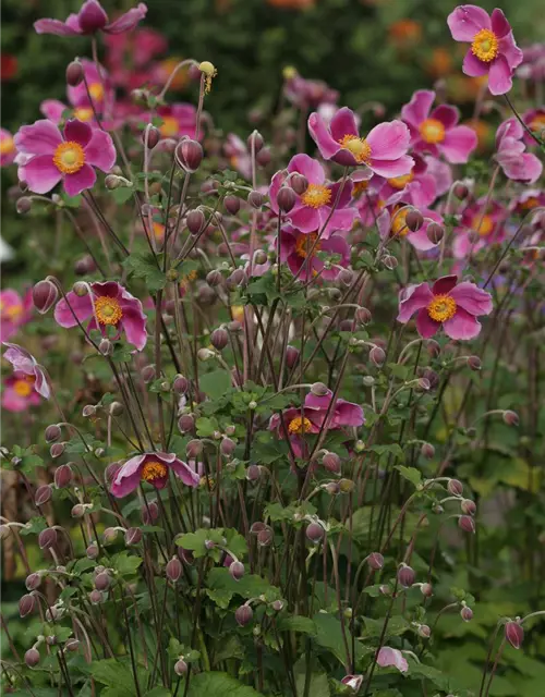 Japan-Herbst-Anemone 'Splendens'