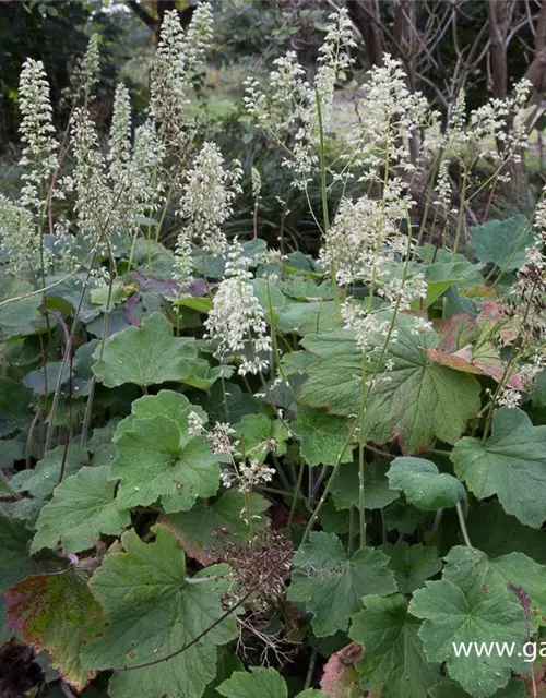 Heuchera villosa var.macrorrhiza