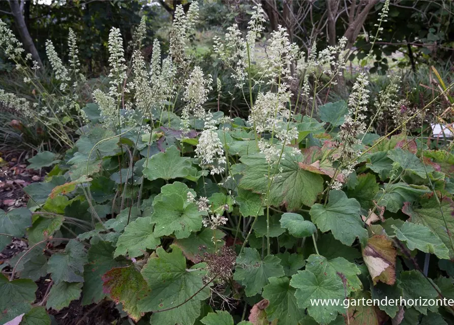 Heuchera villosa var.macrorrhiza