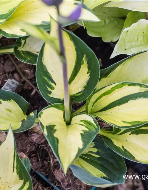 Hosta x fortunei 'Morning Light'