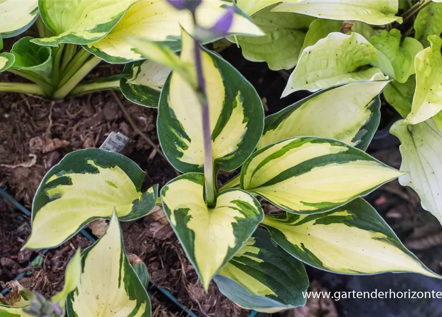 Hosta x fortunei 'Morning Light'