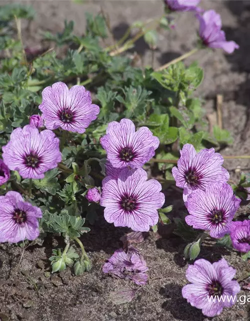 Geranium cinereum 'Ballerina'