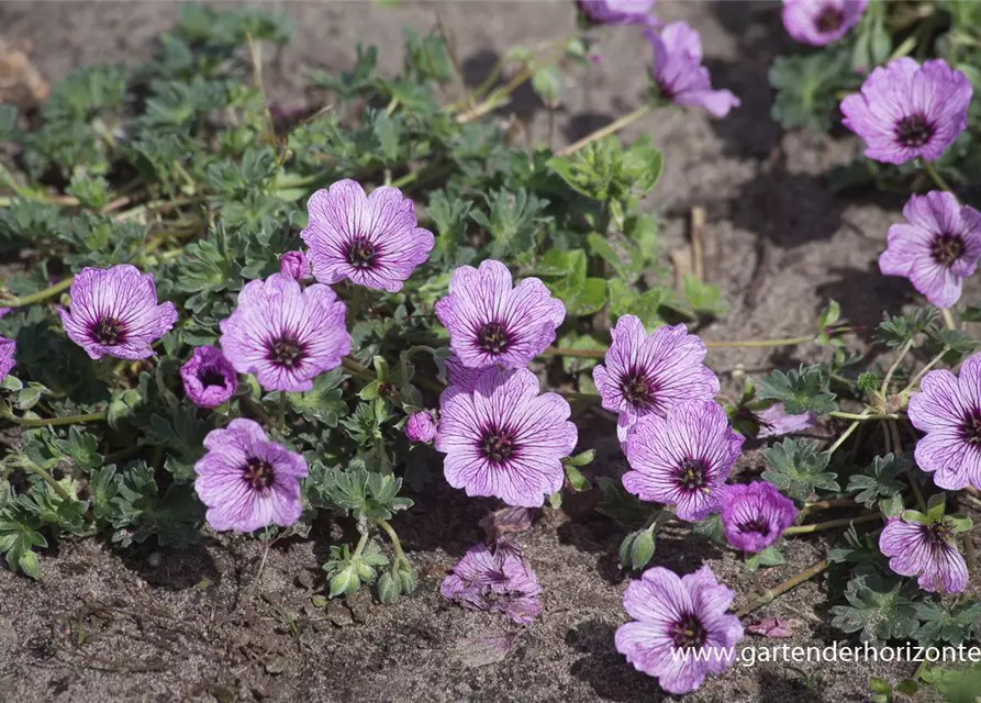 Geranium cinereum 'Ballerina'