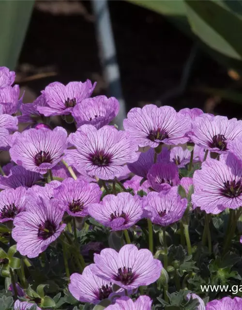 Geranium cinereum 'Ballerina'