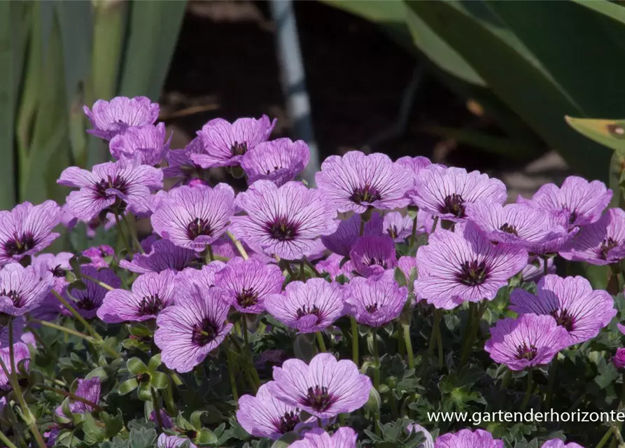 Geranium cinereum 'Ballerina'