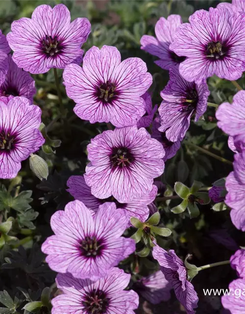 Geranium cinereum 'Ballerina'