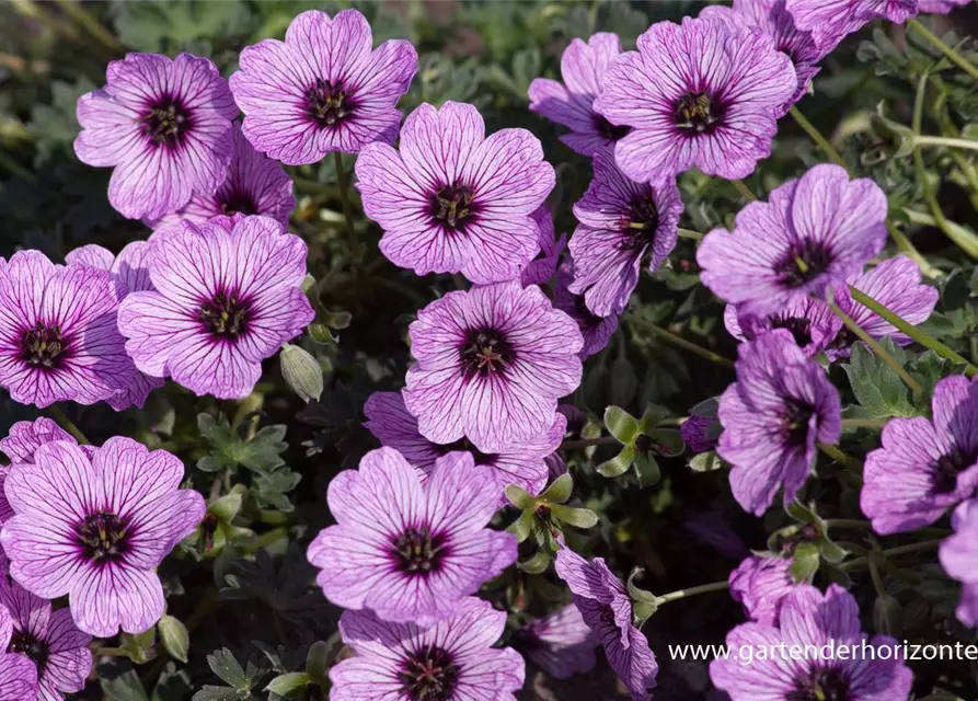 Geranium cinereum 'Ballerina'