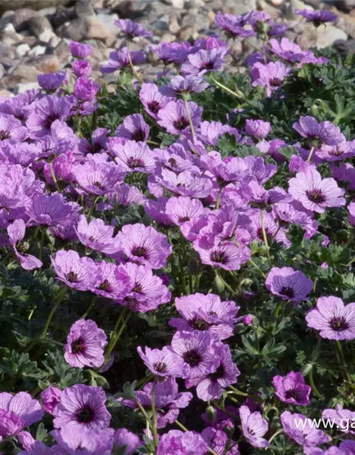 Geranium cinereum 'Ballerina'