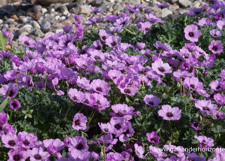 Geranium cinereum 'Ballerina'