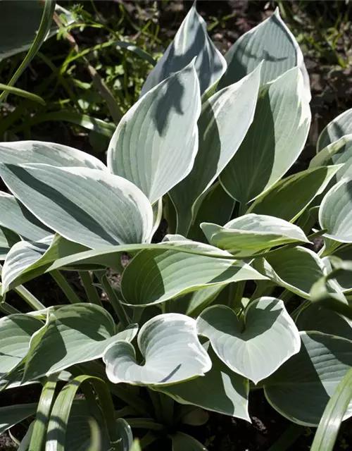 Hosta x tardiana 'El Nino' -R-