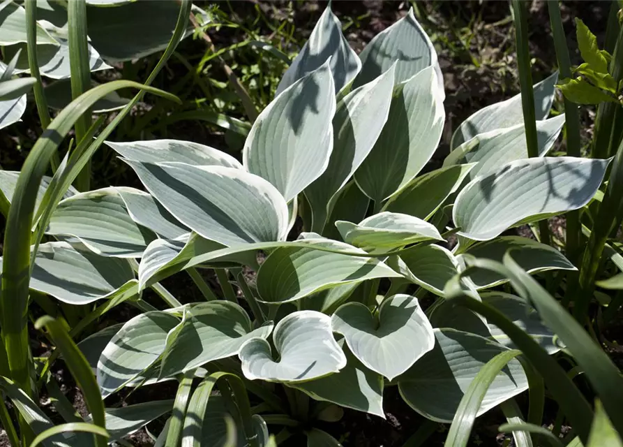 Hosta x tardiana 'El Nino' -R-