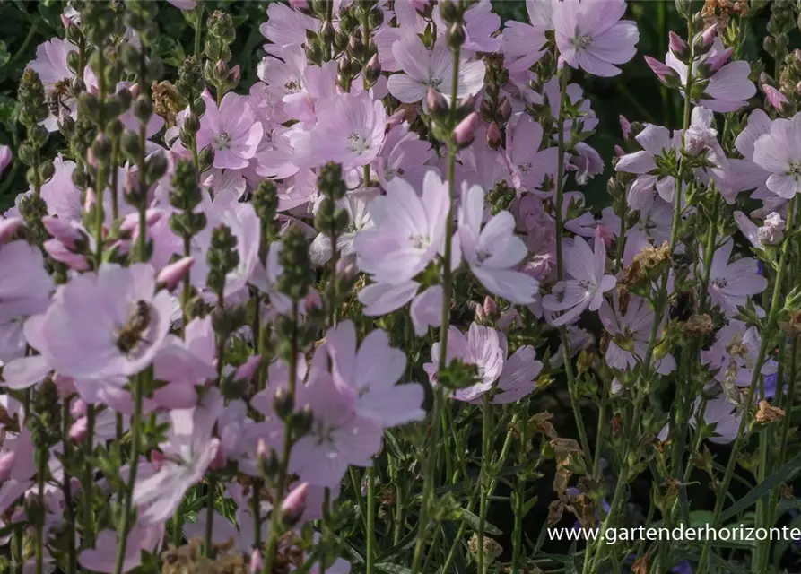 Garten-Schmuckmalve 'Elsie Heugh'