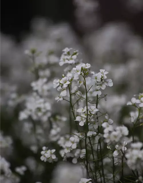 Karpaten-Schaumkresse 'Neuschnee'