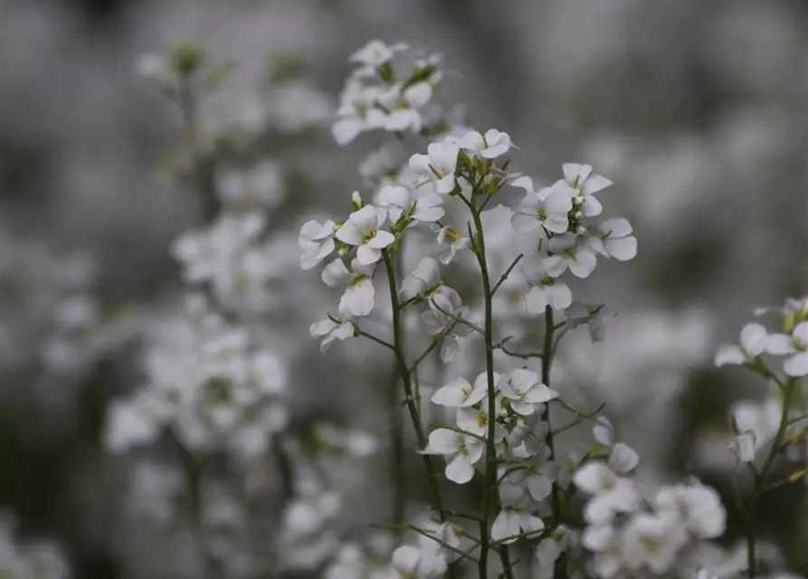 Karpaten-Schaumkresse 'Neuschnee'