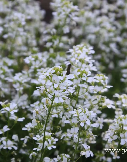 Karpaten-Schaumkresse 'Neuschnee'