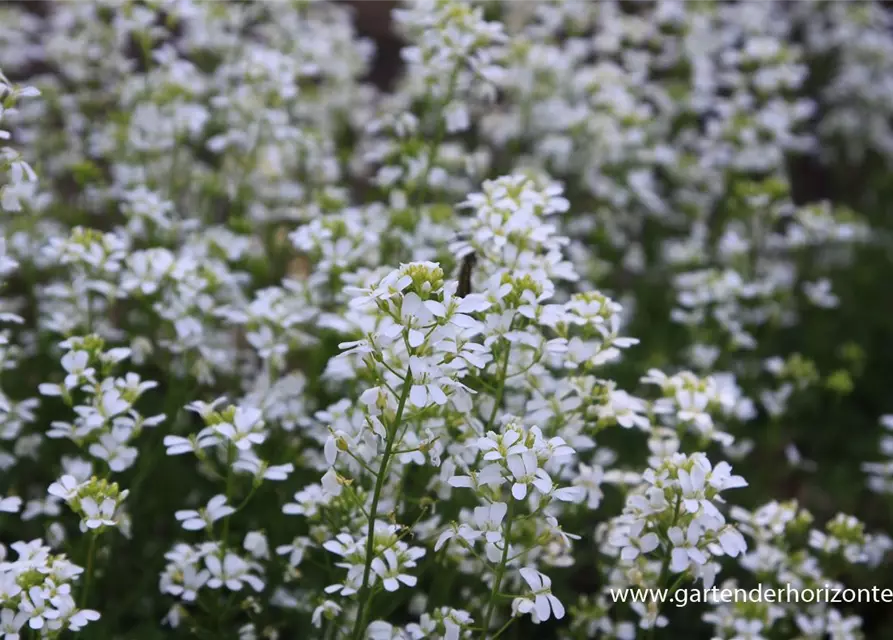 Karpaten-Schaumkresse 'Neuschnee'