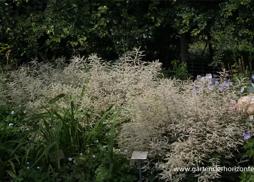 Kleiner Geißbart 'Misty Lace'®