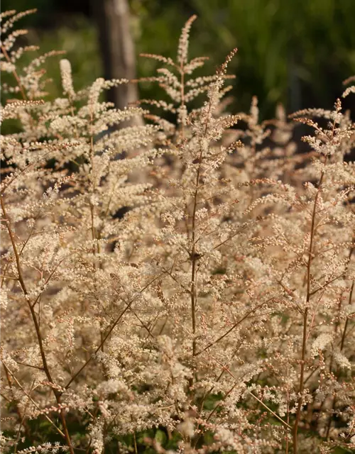 Kleiner Geißbart 'Misty Lace'®