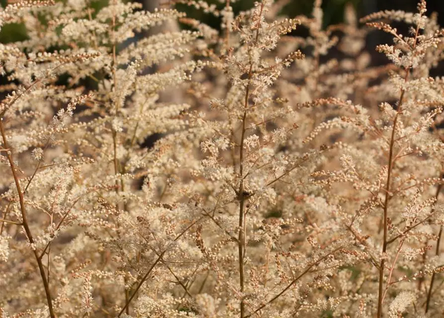 Kleiner Geißbart 'Misty Lace'®