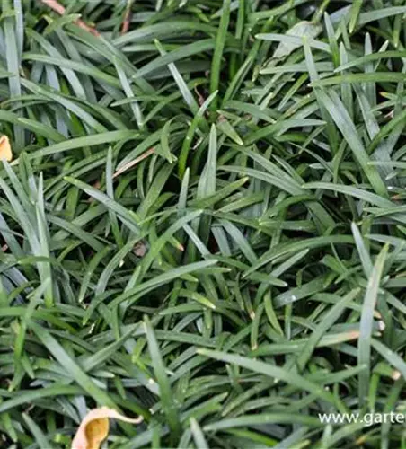 Kleiner Garten-Schlangenbart 'Minor'