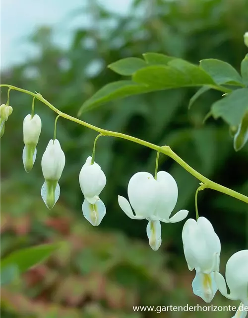 Hohe Garten-Herzblume 'Alba'