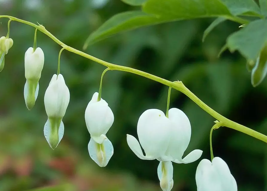 Hohe Garten-Herzblume 'Alba'