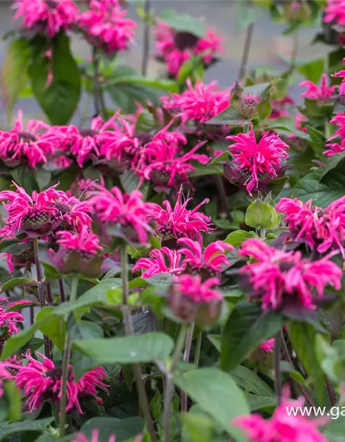 Monarda didyma 'Pink Lace' -R-