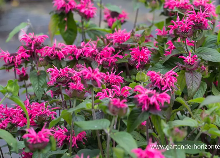 Monarda didyma 'Pink Lace' -R-