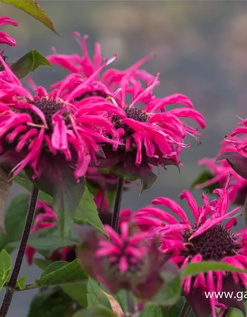 Monarda didyma 'Pink Lace' -R-