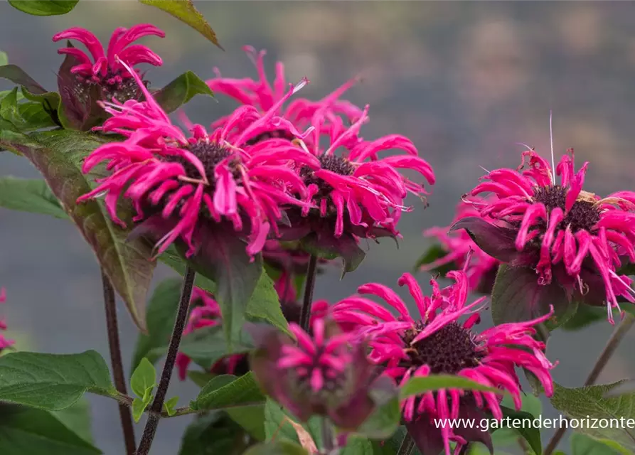 Monarda didyma 'Pink Lace' -R-