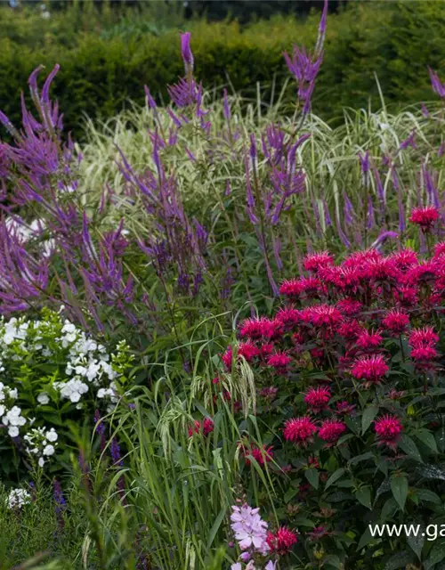 Monarda didyma 'Balance'