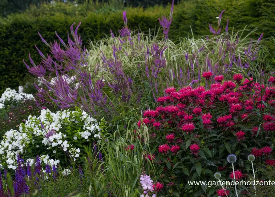 Monarda didyma 'Balance'